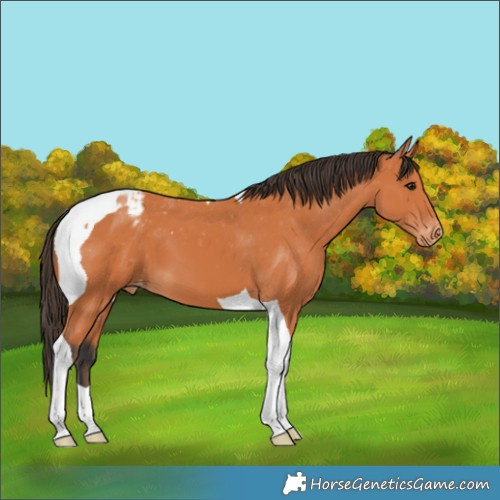 Horse Color:Bay Tobiano Appaloosa 