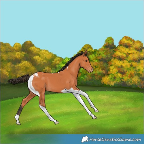 Horse Color:Bay Tobiano Appaloosa