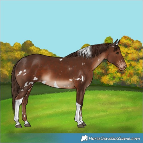 Horse Color:White Spotted Liver Chestnut Tobiano Varnish 