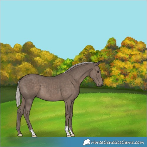 Horse Color:Silver Black 
