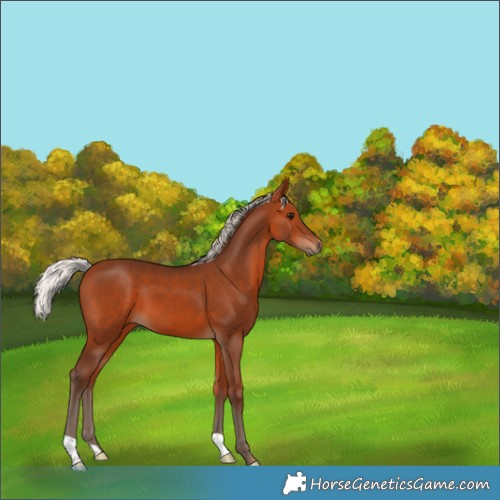 Horse Color:Silver Bay 
