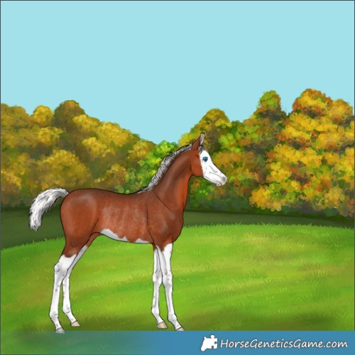 Horse Color:Silver Brown Splash Rabicano