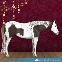Horse Color:Liver Chestnut Splash Tobiano 
