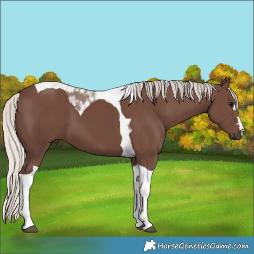 Horse Color:Silver Black Tobiano 