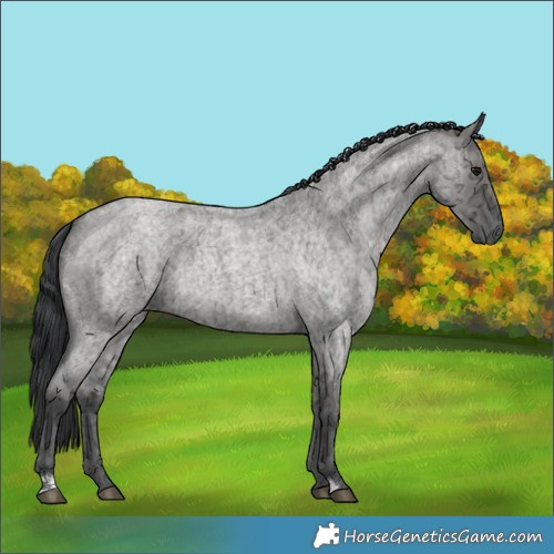 Horse Color:Grullo Ice Roan 