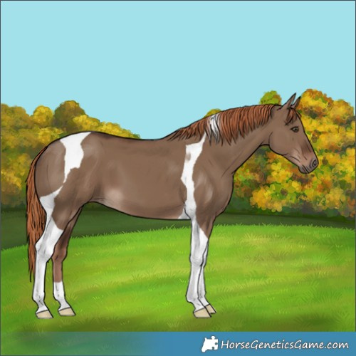 Horse Color:Liver Red Dun Tobiano