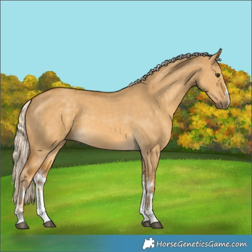 Horse Color:White Spotted Palomino Dun