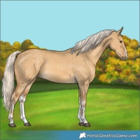 Horse Color:White Spotted Palomino Dun