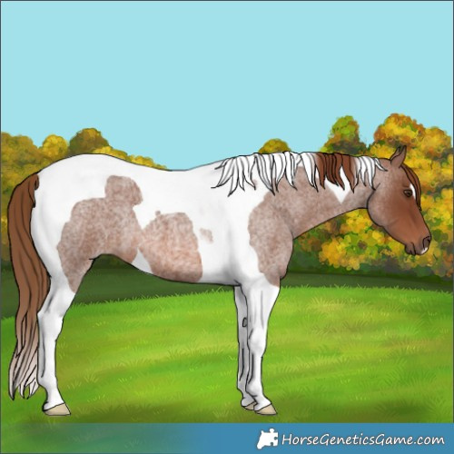 Horse Color:Red Roan Tobiano 
