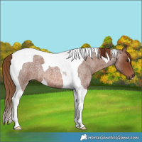 Horse Color:Red Roan Tobiano