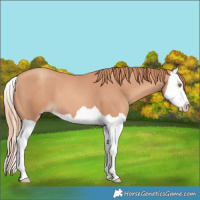 Horse Color:Gold Champagne Splash 