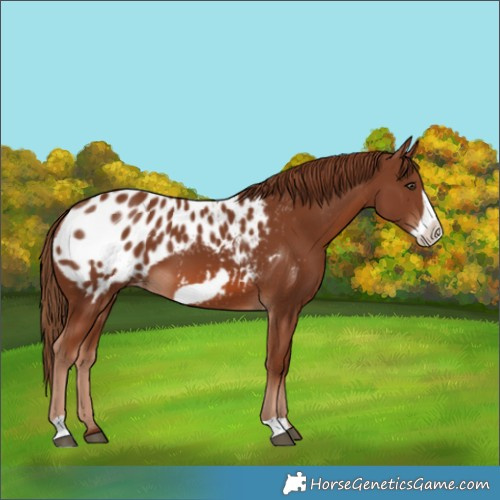 Horse Color:Chestnut Frame Appaloosa 
