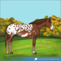 Horse Color:Chestnut Frame Appaloosa 