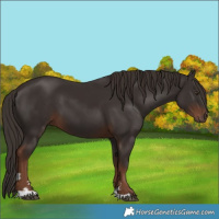 Horse Color:Liver Chestnut 