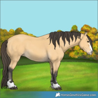 Horse Color:Buckskin 