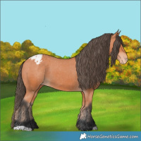 Horse Color:Bay Appaloosa 