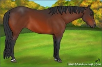 Horse Color:Bay Sabino
