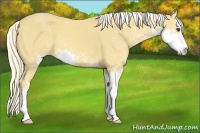 Horse Color:Palomino Sabino 