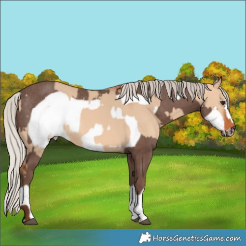 Horse Color:Silver Bay Dun Rabicano  and Silver Black Frame Rabicano 