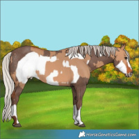 Horse Color:Silver Bay Dun Rabicano  and Silver Black Frame Rabicano 