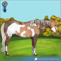 Horse Color:Silver Bay Dun Rabicano and Silver Black Frame Rabicano