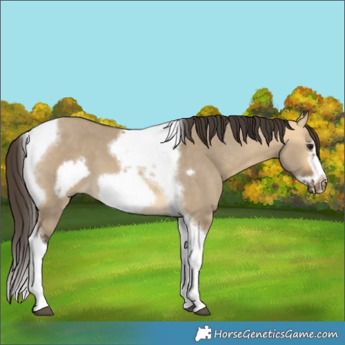 Horse Color:Buckskin Dun Tobiano Frame 
