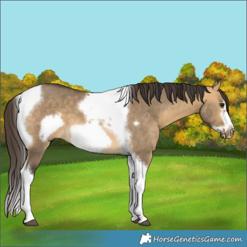 Horse Color:Buckskin Dun Tobiano Frame