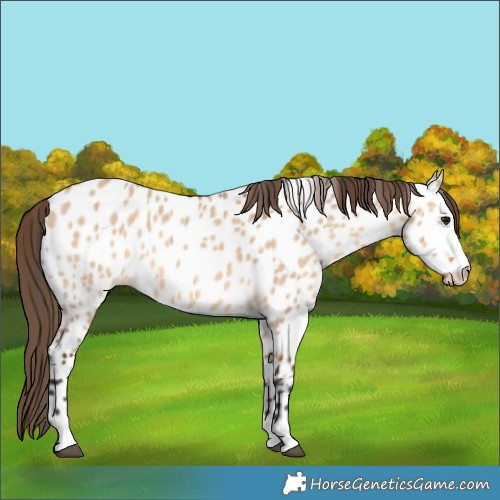 Horse Color:Bay Dun Appaloosa Rabicano