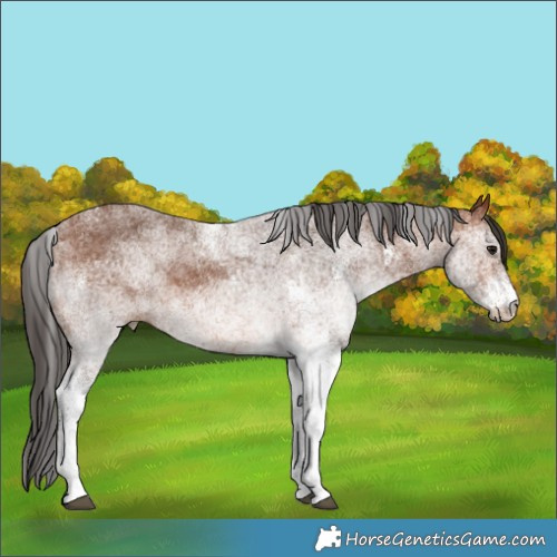 Horse Color:White Spotted Bay 