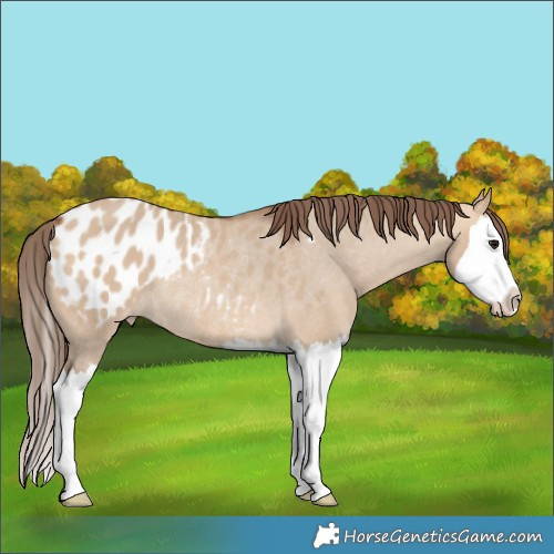 Horse Color:Bay Dun Splash Blanket Rabicano 