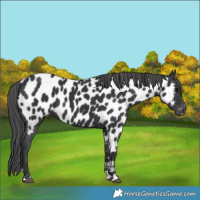 Horse Color:Black Appaloosa 