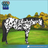 Horse Color:Black Near Leopard 