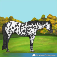 Horse Color:Black Appaloosa 