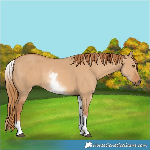 Horse Color:White Spotted Red Dun Rabicano 