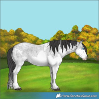 Horse Color:White Spotted Blue Ice Roan Splash 