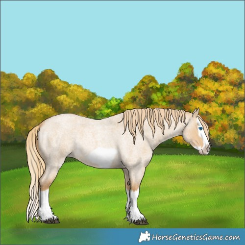 Horse Color:Red Dun Roan Splash Frame Rabicano