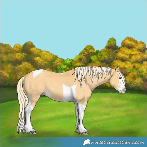 Horse Color:Palomino Splash Tobiano