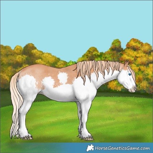 Horse Color:White Spotted Chestnut Splash