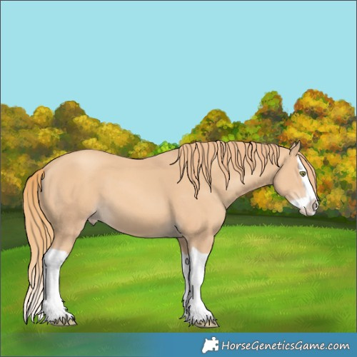 Horse Color:Gold Champagne Splash