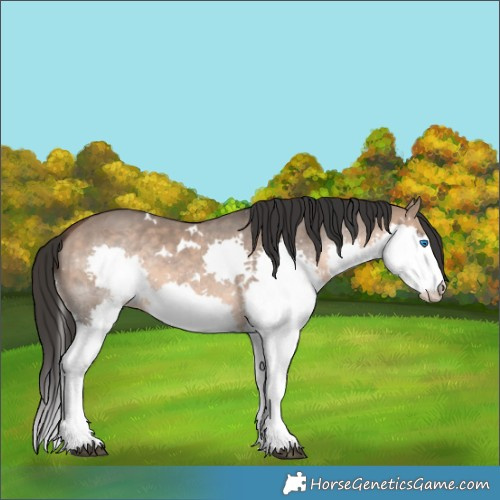 Horse Color:White Spotted Brown Dun Sabino Splash Rabicano