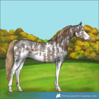 Horse Color:Gray Liver Chestnut Sabino 