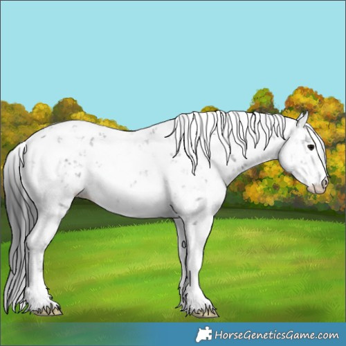 Horse Color:Black Sabino Rabicano