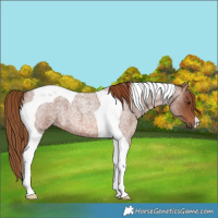 Horse Color:Red Roan Tobiano 