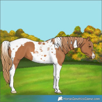 Horse Color:Chestnut Tobiano