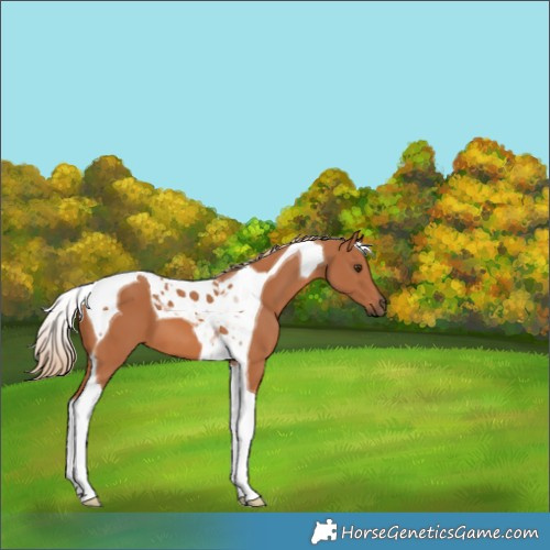 Horse Color:Chestnut Tobiano