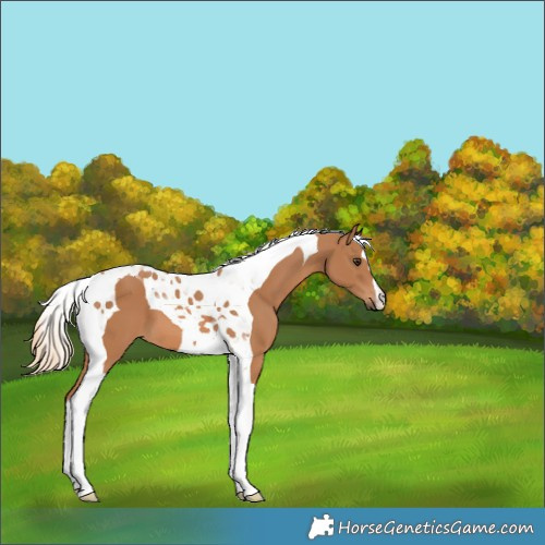 Horse Color:Chestnut Tobiano