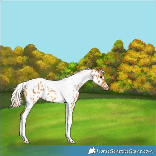 Horse Color:Palomino Tobiano Appaloosa