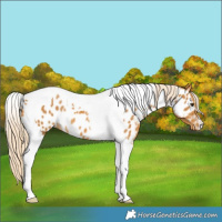 Horse Color:Palomino Tobiano Near Leopard 