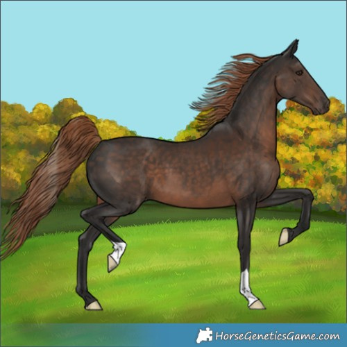 Horse Color:Liver Chestnut