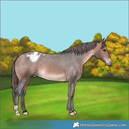 Horse Color:Bay Varnish